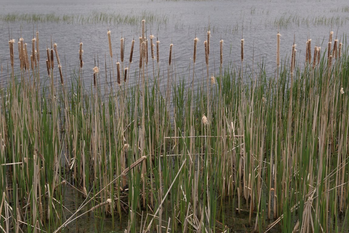 Cattail Maintenance & Removal