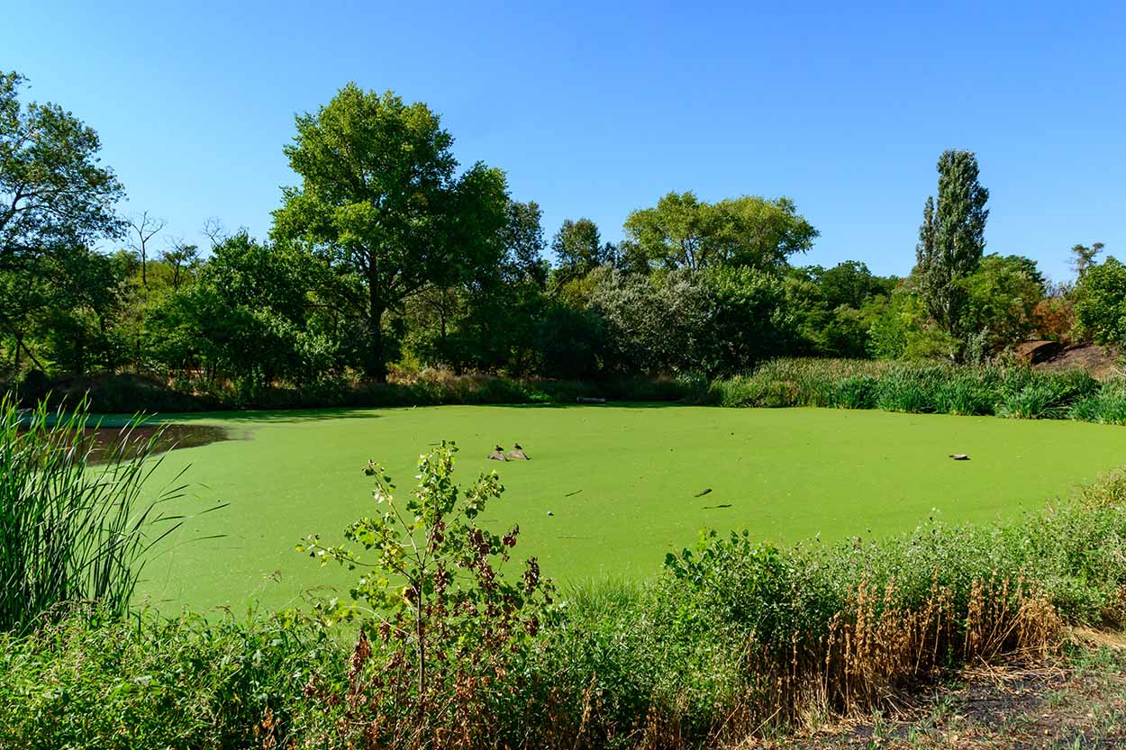 Gallery - Floating Weeds - Maintenance & Removal