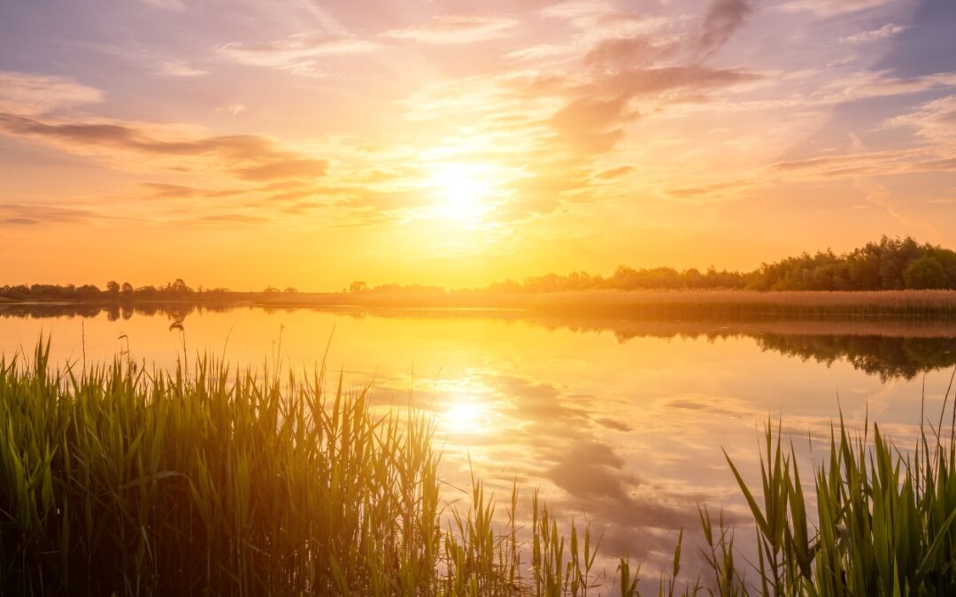 Why Local Expertise is the Secret to Successful Lake and Pond Management