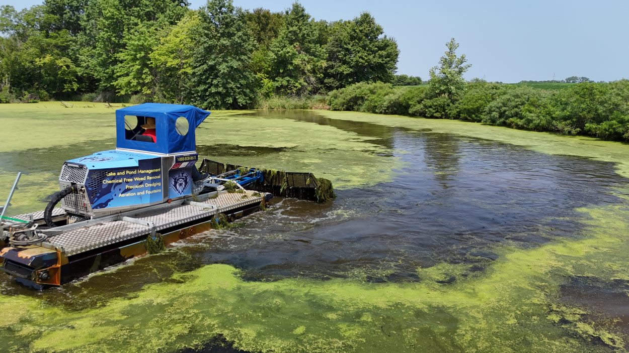 Pond Weeds – Maintenance & Removal