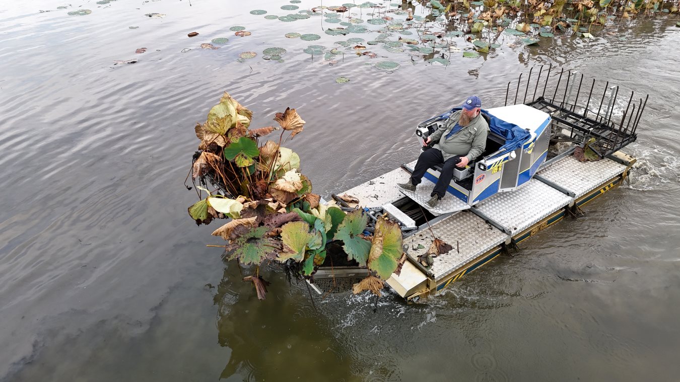Texas Lotus & Lilies Maintenance & Removal