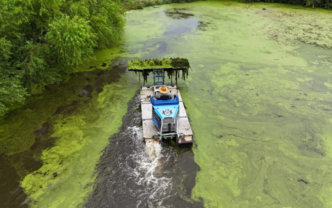 The Power of the Reset: How a Spring Clean-out Stops Recurring Algae in Its Tracks