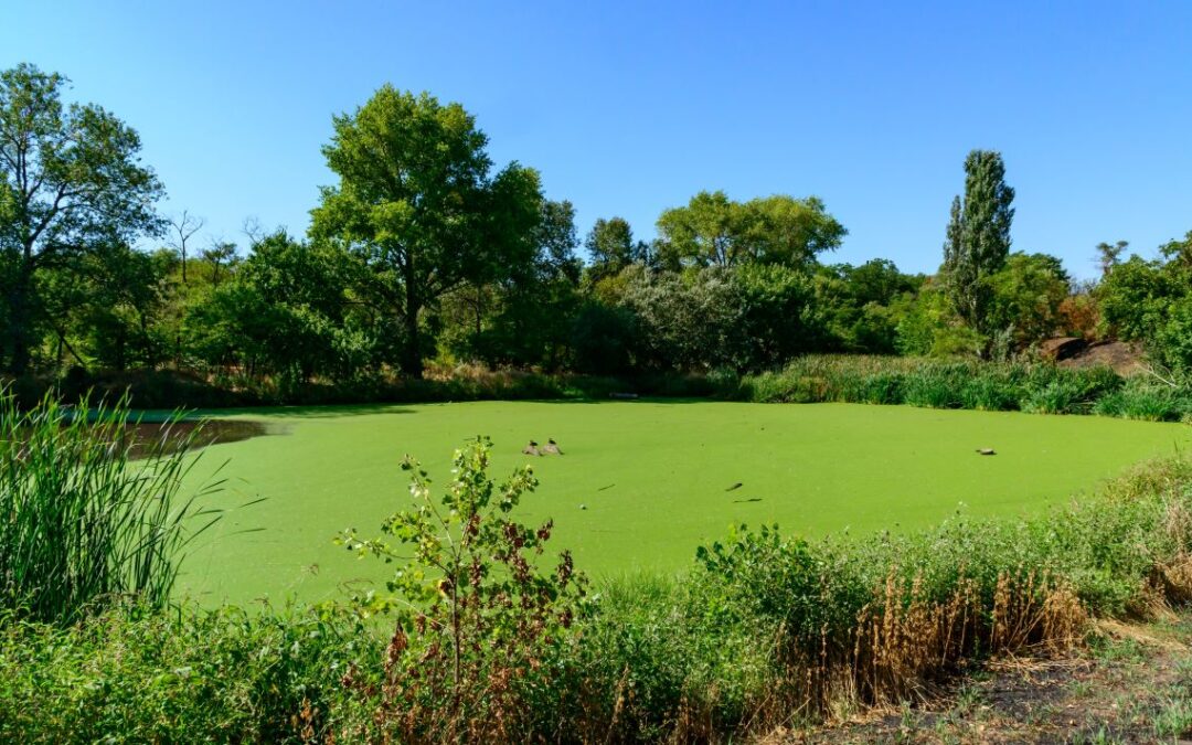 Regional Tailoring: How Aquatic Services Differ Between the Midwest and Texas