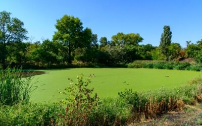 Regional Tailoring: How Aquatic Services Differ Between the Midwest and Texas