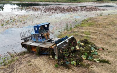 The Water Wizard Way: Authority, Quality, and Local Expertise in Aquatic Care